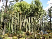 Cactus Garden - Huerto del Cura Elche